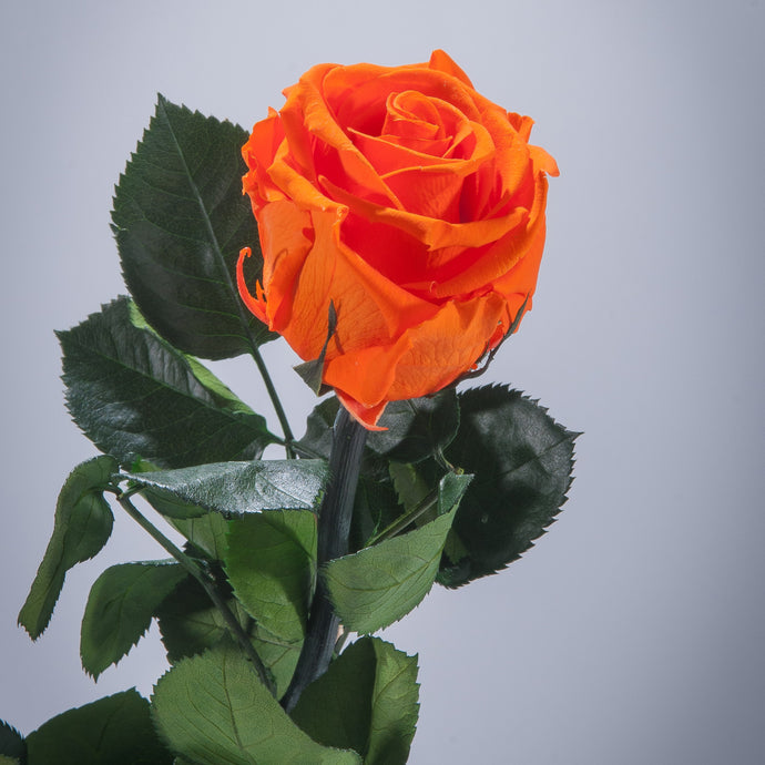 Orange Premium Magic Rose