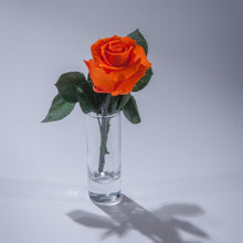 Single Magic Rose in sample vase