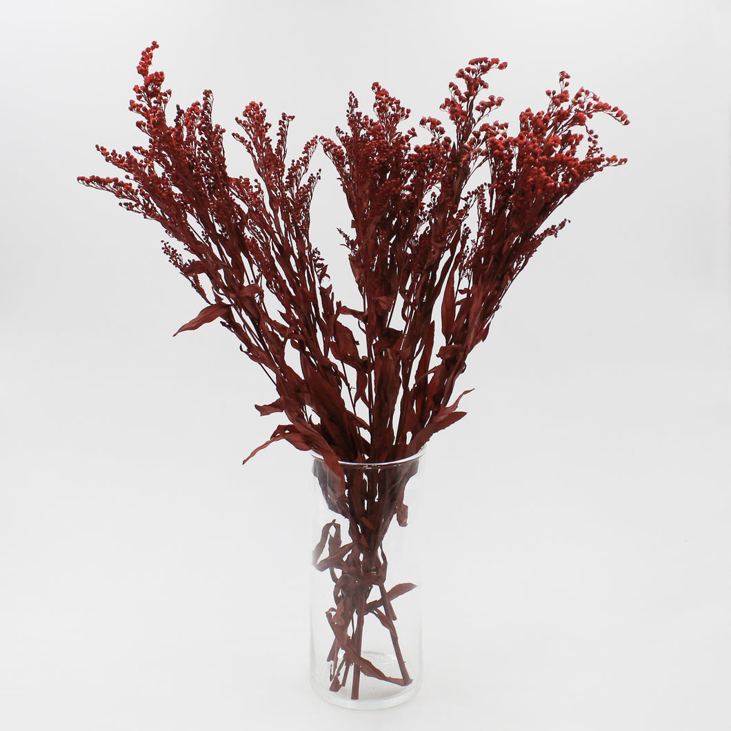 Red Solidago