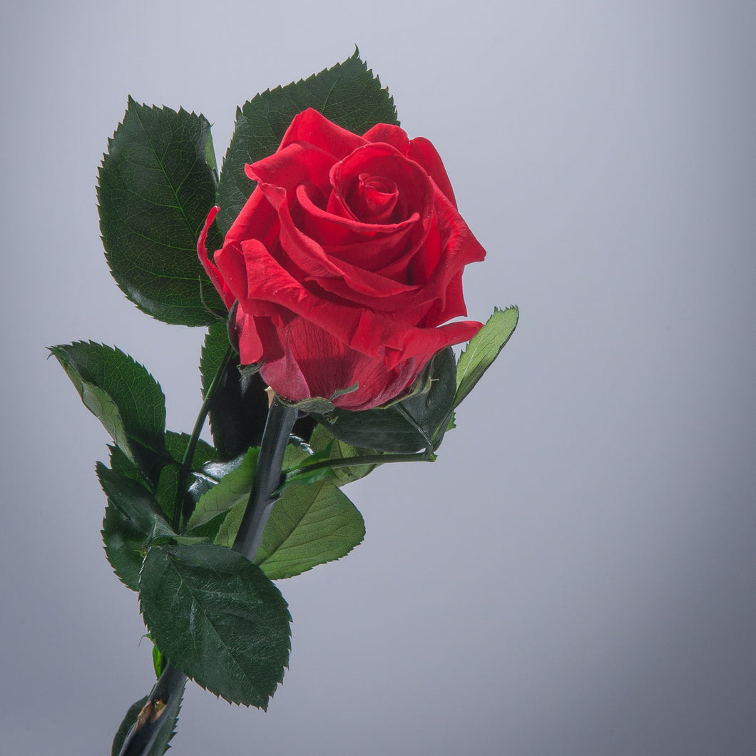 Red Premium Magic Rose – Magic Flower Company