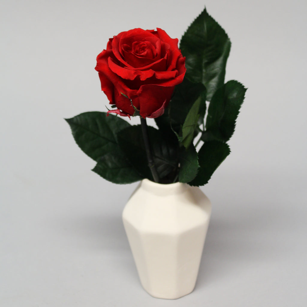 Magic Rose in Porcelain Vase – Magic Flower Company