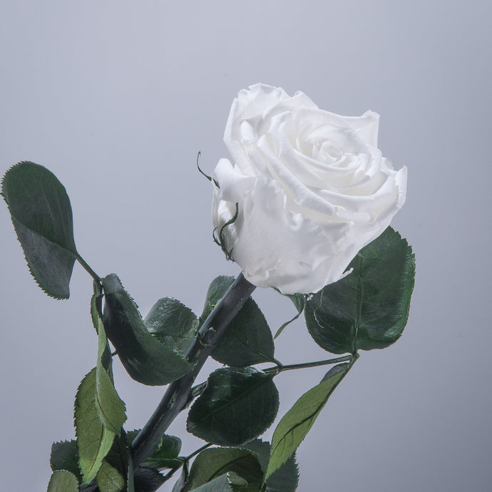 White Premium Magic Rose