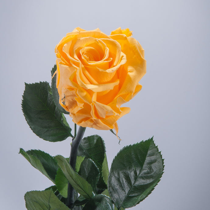 Yellow Premium Magic Rose